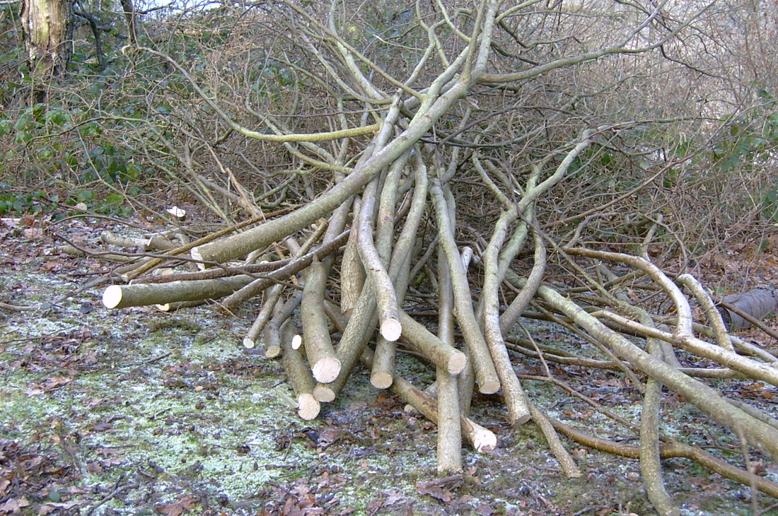 coppice growth